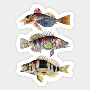 Musical Fish In Harmony Sticker